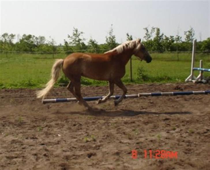 Haflinger Wyomi  billede 8