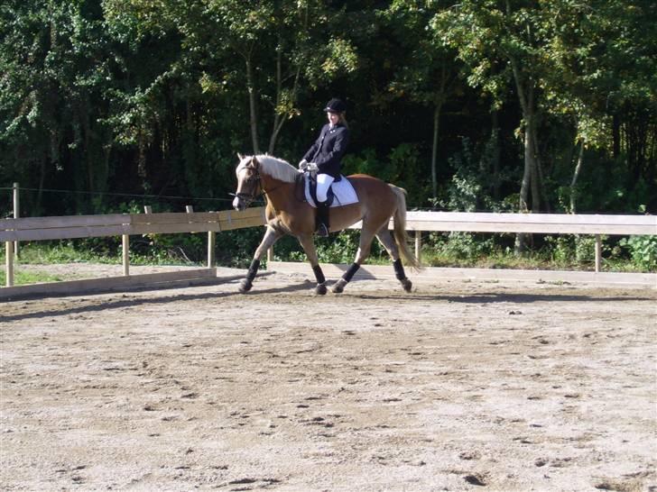 Haflinger Wyomi  - hyggestævne 10-2007 billede 9