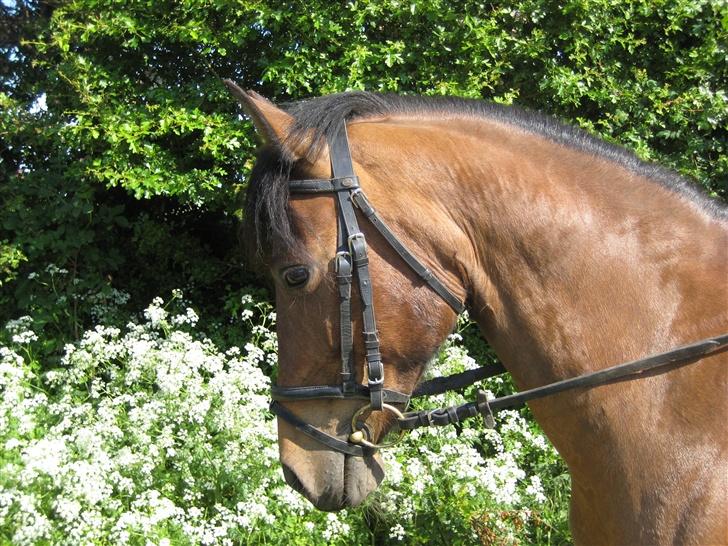 Anden særlig race Lizette - Lizette <,33 billede 13