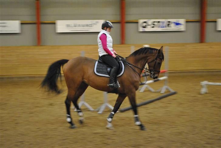 Hannoveraner Amira. - Kursus ved morten augustinus billede 16