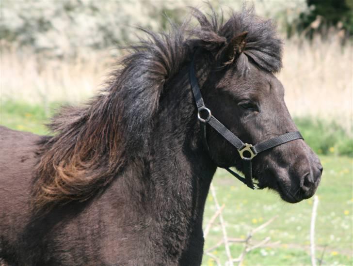 Islænder Frigg fra skovhuset - Frigg 2 år gammel (:  billede 8