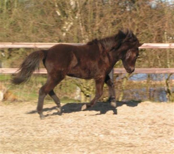 Islænder Frigg fra skovhuset - Der er fart over feltet :p ½ år gammel (Billede taget af mig må ikke kopieres) billede 9