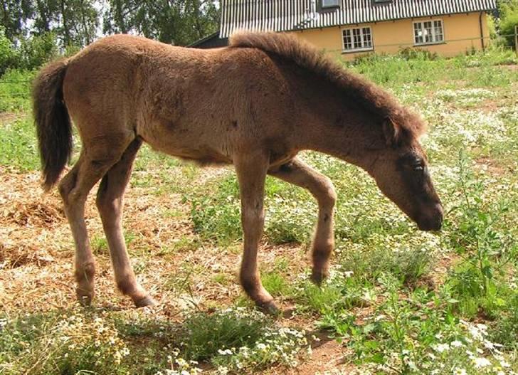 Islænder Frigg fra skovhuset - Frigg som føllebølle billede 10