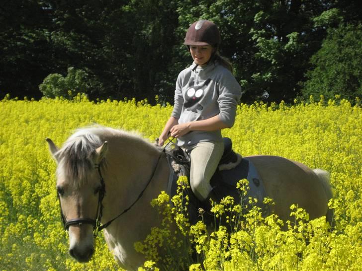 Fjordhest Silvia.. R.I.P - Velkommen Til Silvia`s Profil .Lig gerne en bedømmelse og kommentar :) tak billede 1