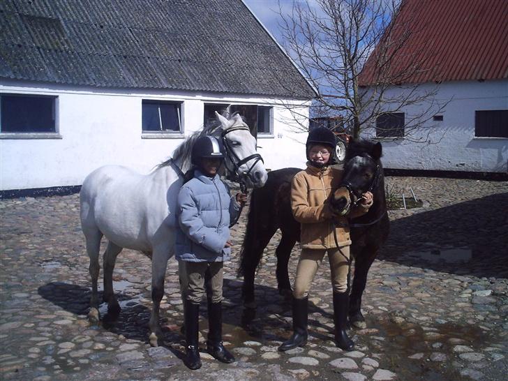Dartmoor Petit Cheval Dunemose  billede 12