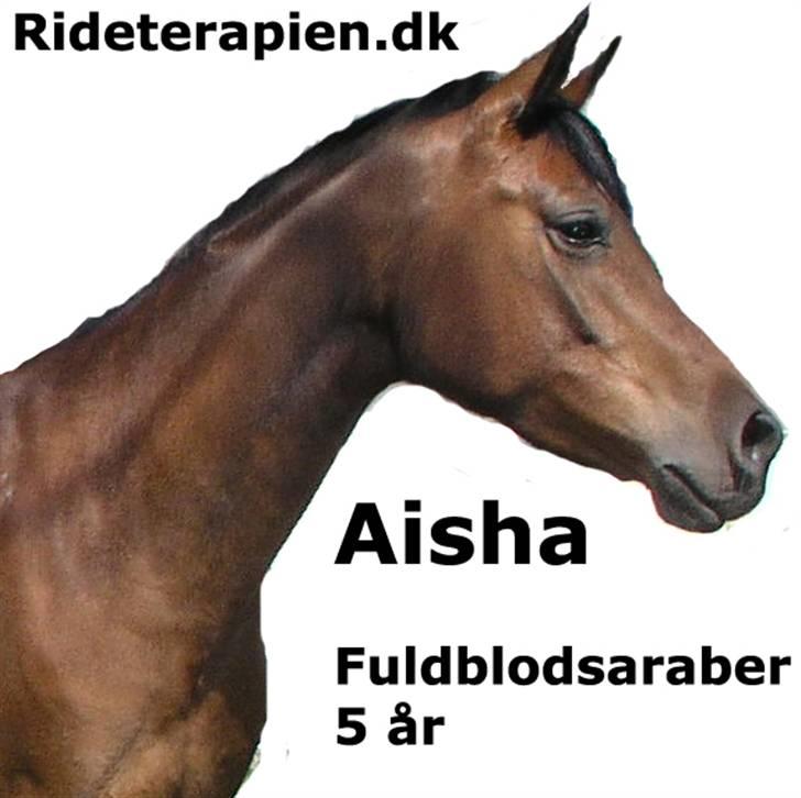 Arabisk fuldblod (OX) Aisha billede 17