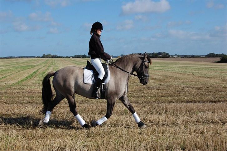 Anden særlig race Frieser / Fjordhest Freja - Efter første stævne. Red Ld 1 til 70 % billede 3