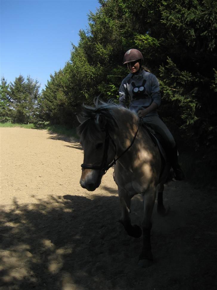 Fjordhest Silvia.. R.I.P - Uhh vi er ved at komme godt ind i det igen :b billede 2