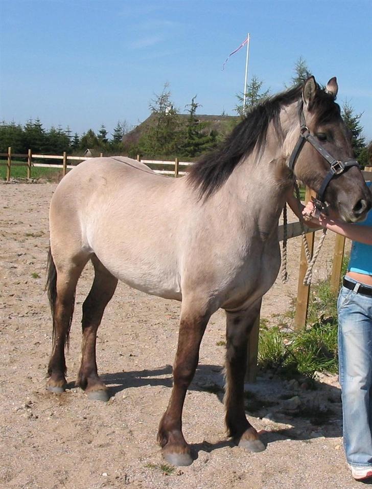 Anden særlig race Frieser / Fjordhest Freja - Da vi kggede på hende. Freja 2 år billede 4