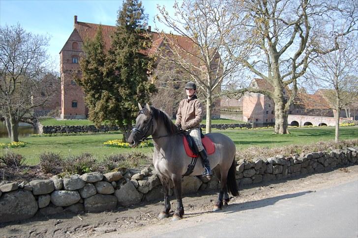 Anden særlig race Frieser / Fjordhest Freja - April 2010 billede 5