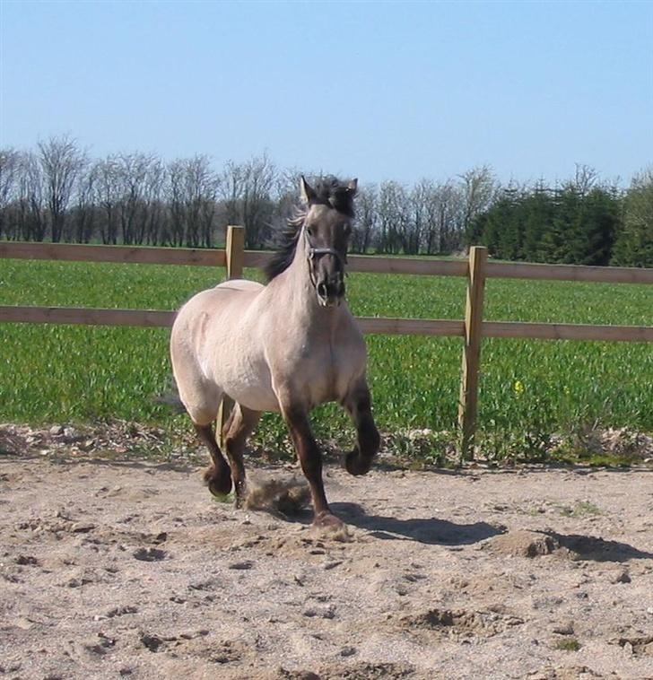 Anden særlig race Frieser / Fjordhest Freja - Løs på ridebanen, da vi var ovre og kigge på hende billede 6