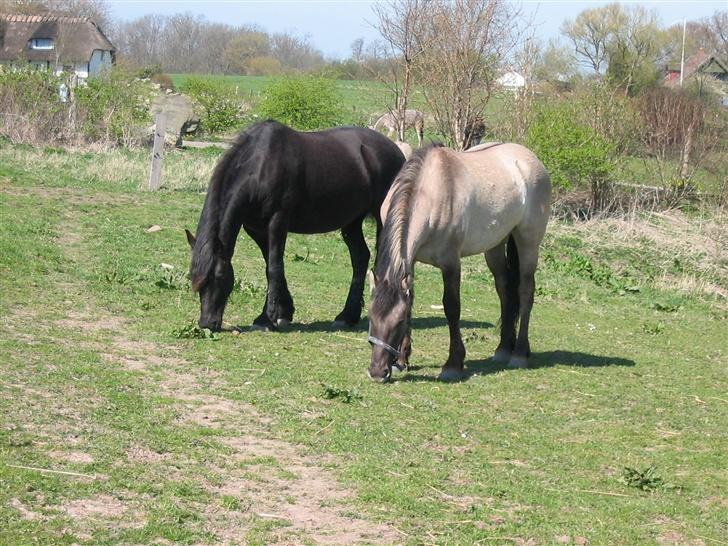 Anden særlig race Frieser / Fjordhest Freja - Freja og hendes hel søster.. tjek lige farve forskellen ;o) billede 9