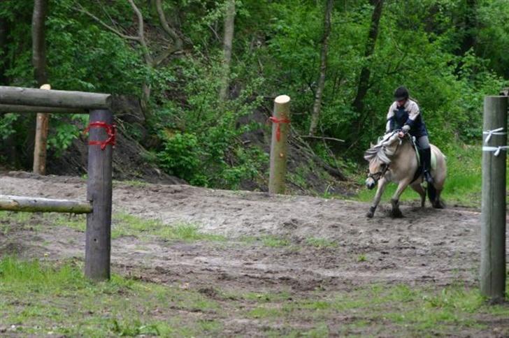 Fjordhest Ivan bøgely - Ride marton, fik vi en 1 plads billede 5