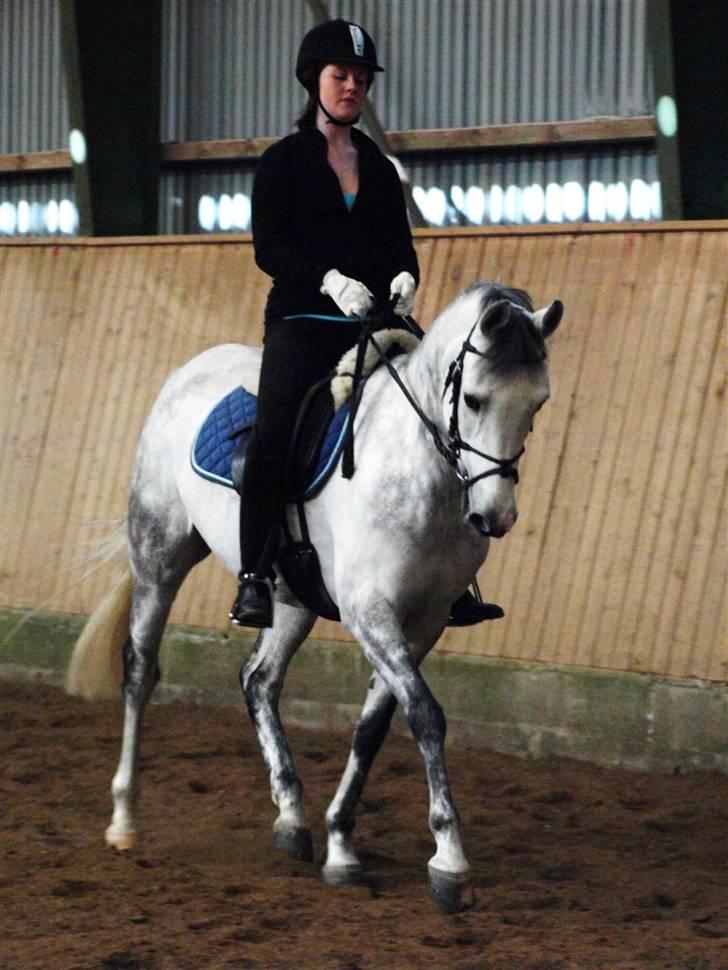 Hollandsk Sportspony V.P. Hestia - sidste ridetur på hestia. billede 8