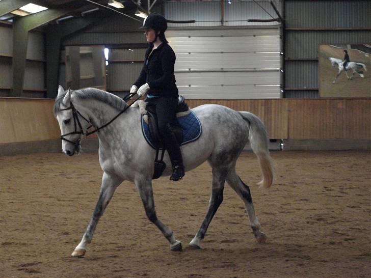 Hollandsk Sportspony V.P. Hestia - sidste ridetur på hestia. billede 9