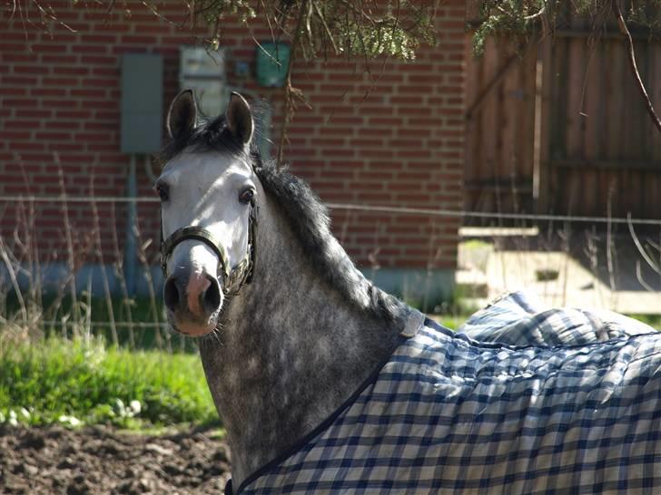 Hollandsk Sportspony V.P. Hestia billede 17