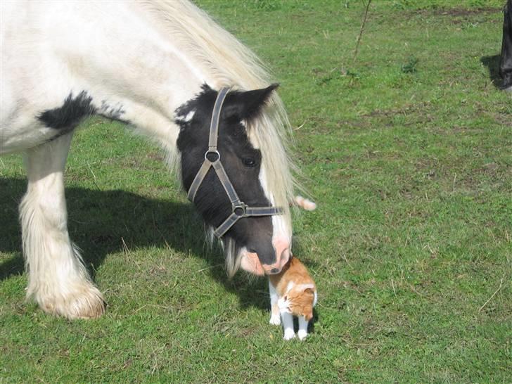 Irish Cob Houdini - Houdini og Timon er da gode venner  billede 9