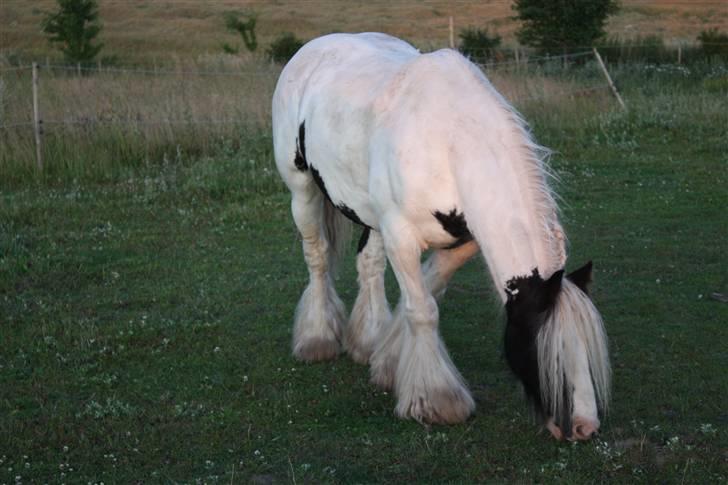 Irish Cob Houdini - Juli 2009 billede 10