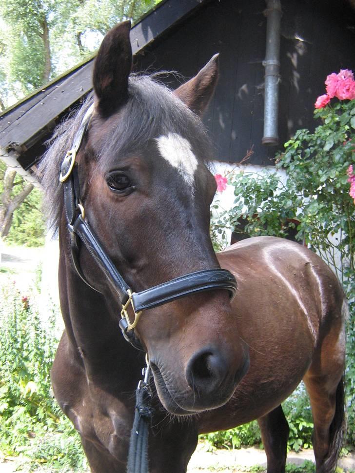 Tysk Sportspony Hovgaards Da Vinci - En pony man kun kan holde af<3 billede 6