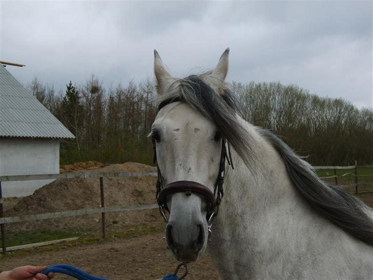 Pura Raza Española  Ribereno billede 5