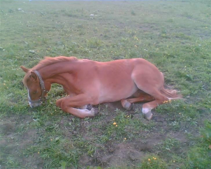 Frederiksborg <3 Chabli <3  - Jeg er bare sååååååå træt!! 5-6 07 billede 12