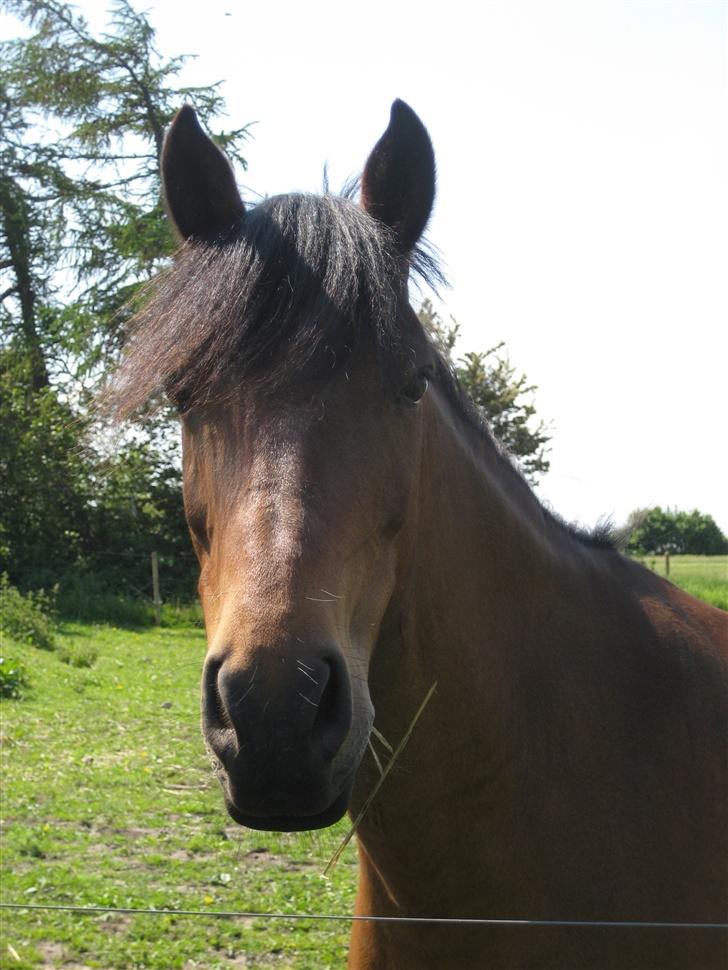 Anden særlig race Lizette billede 17