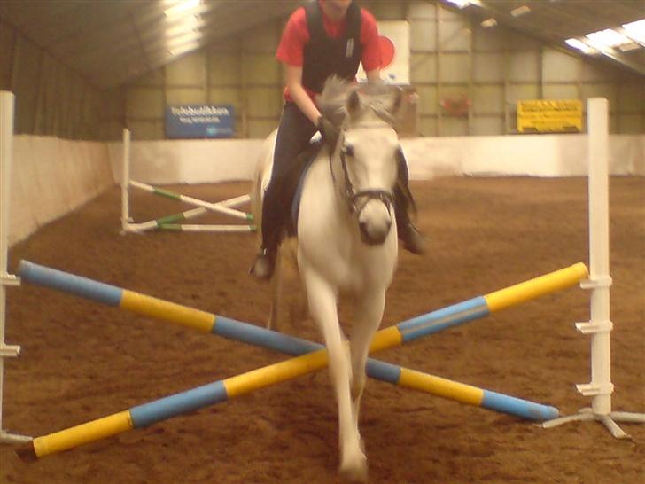 Anden særlig race Cisco - Opvarmning.. billede 13