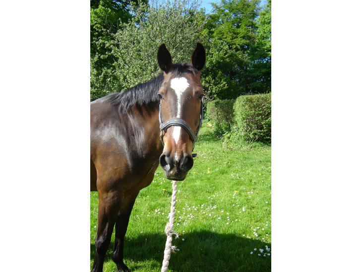 {{currentPhoto.altText}} billede {{currentPhoto.number}}