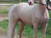 Palomino Mr. SnowFlake *SOLGT* [Tidl. hest]