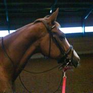 Anden særlig race Maron