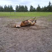 Anden særlig race Maron