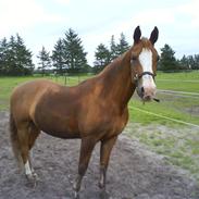 Anden særlig race Maron