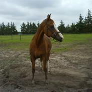 Anden særlig race Maron