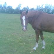 Hannoveraner Agathe Christie