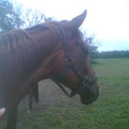 Hannoveraner Agathe Christie