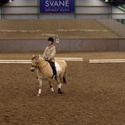 Fjordhest Rocky(SOLGT)