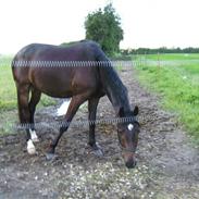 Trakehner magic wunder