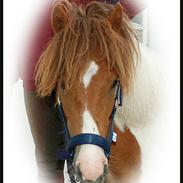 Anden særlig race Filur