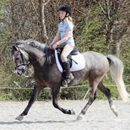 New Forest Nygaards Agurk