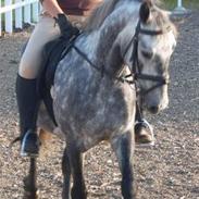 Anden særlig race Mucho