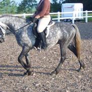 Anden særlig race Mucho