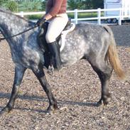 Anden særlig race Mucho