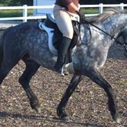 Anden særlig race Mucho