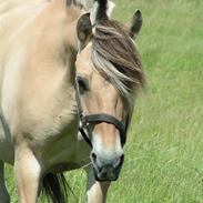 Fjordhest Thilde <3 Solgt :'(