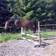 Dansk Varmblod Louciano SOLGT