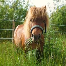 Shetlænder Buster