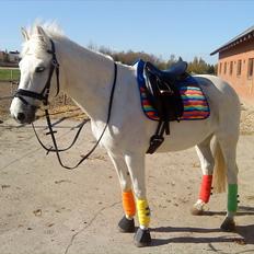 New Forest Odbjergs Pikant <3SOLGT:(