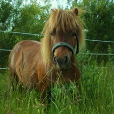 Shetlænder Buster