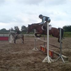 Hollandsk Sportspony Corofina