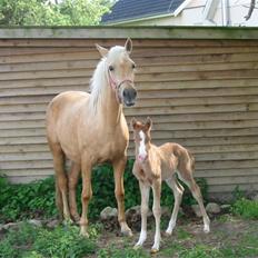 Palomino  Klepholms Serena